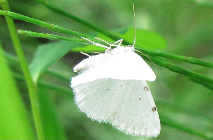 Falena da ID - Lomographa bimaculata